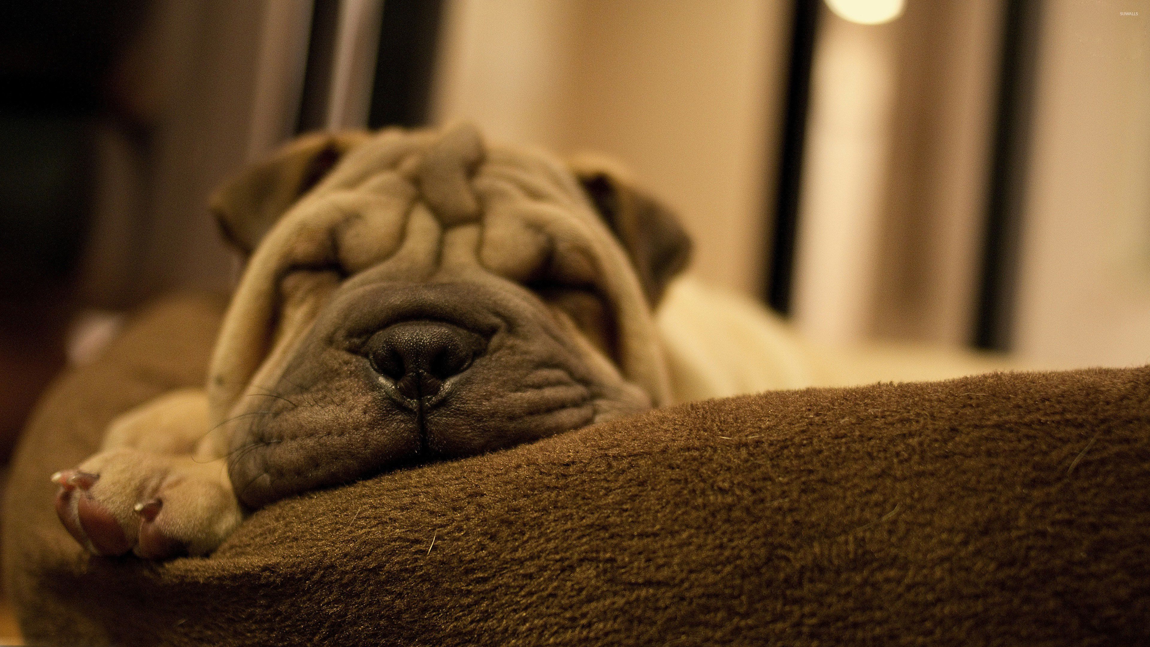 Sleeping Shar Pei Puppy Wallpaper Animal