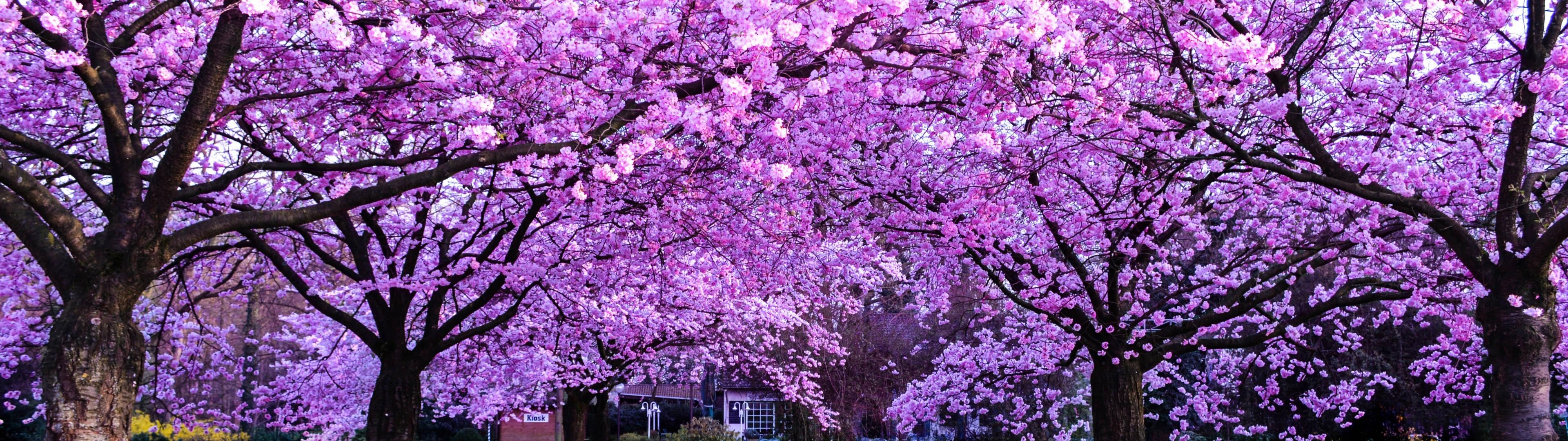 4k Cherry Blossom Trees Wallpaper