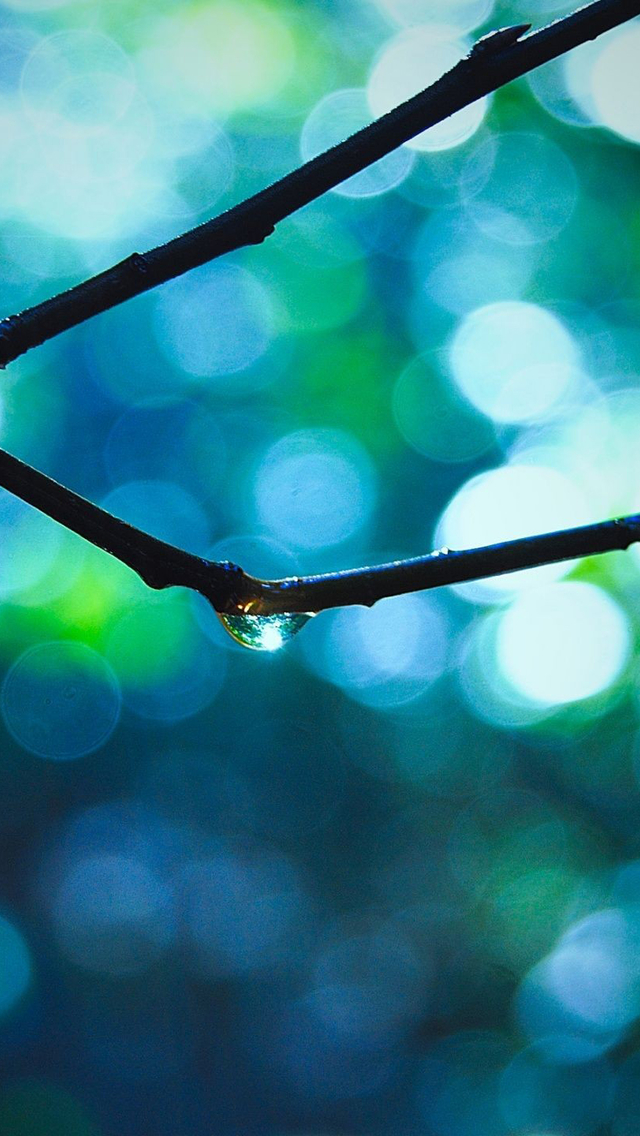 Branch With Raindrops Wallpaper iPhone