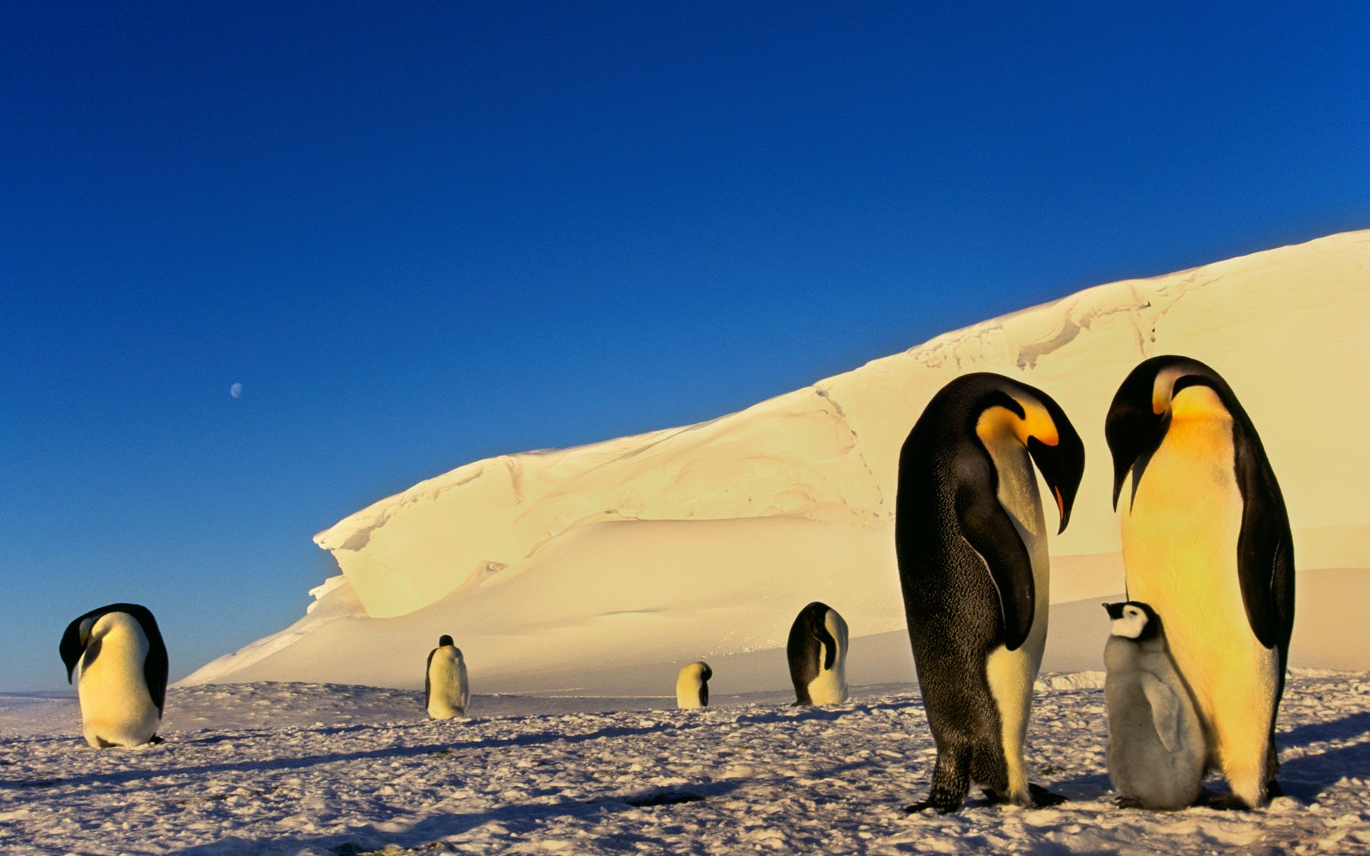 Penguin Family Antarctica Wallpaper HD Windows Theme