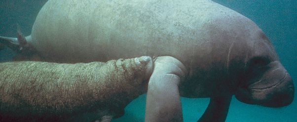 Manatee Picture Wallpaper