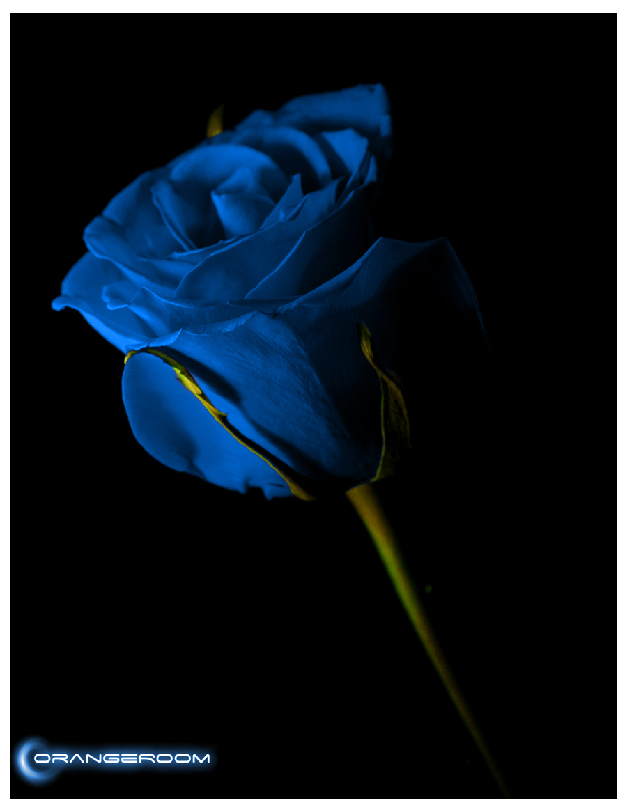 Blue Roses Wallpaper Desktop Background
