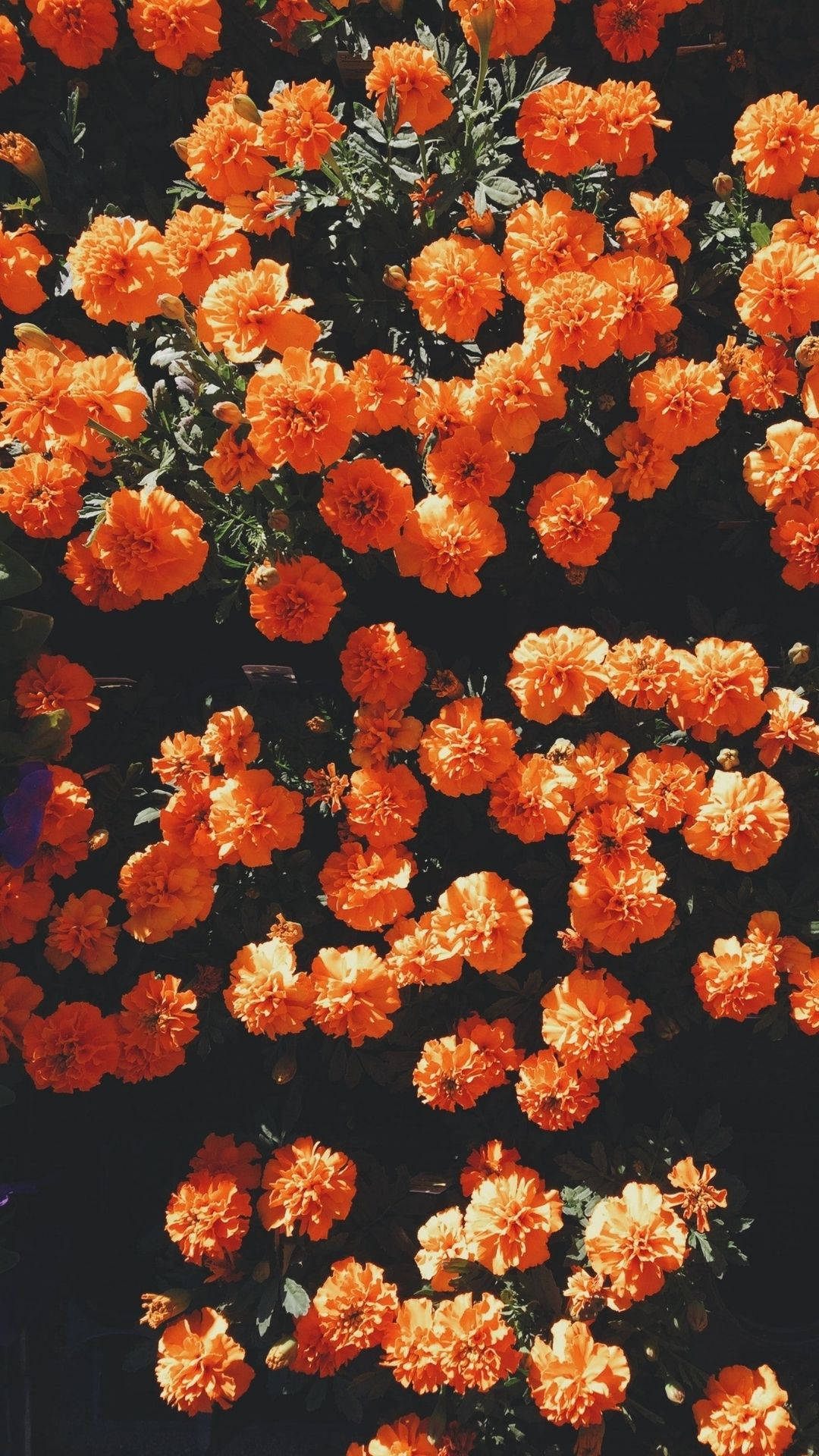 Orange Background Wallpaper