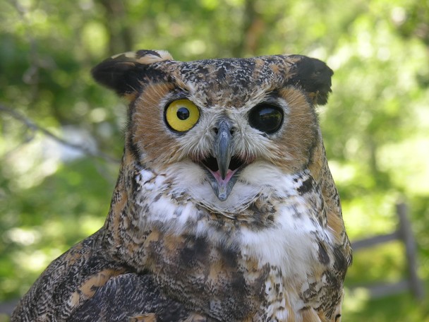 Owl Eye National Geographic Photo Contest
