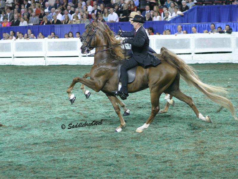 Animals Horse American Saddlebred Wallpaper