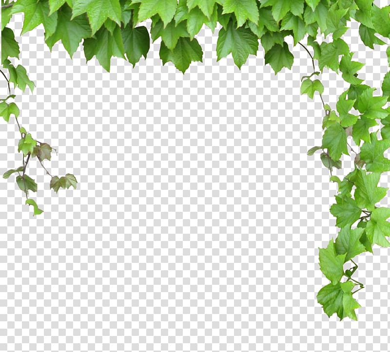 Green Primate Leaf Plants Illustration Vine Puter File Leaves