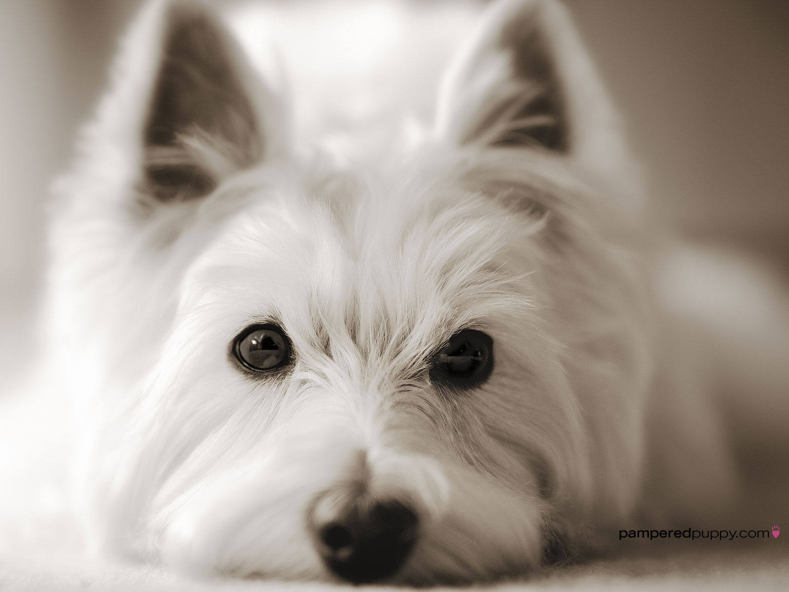 Dog Wallpaper Westie Looking Right Into The Camera