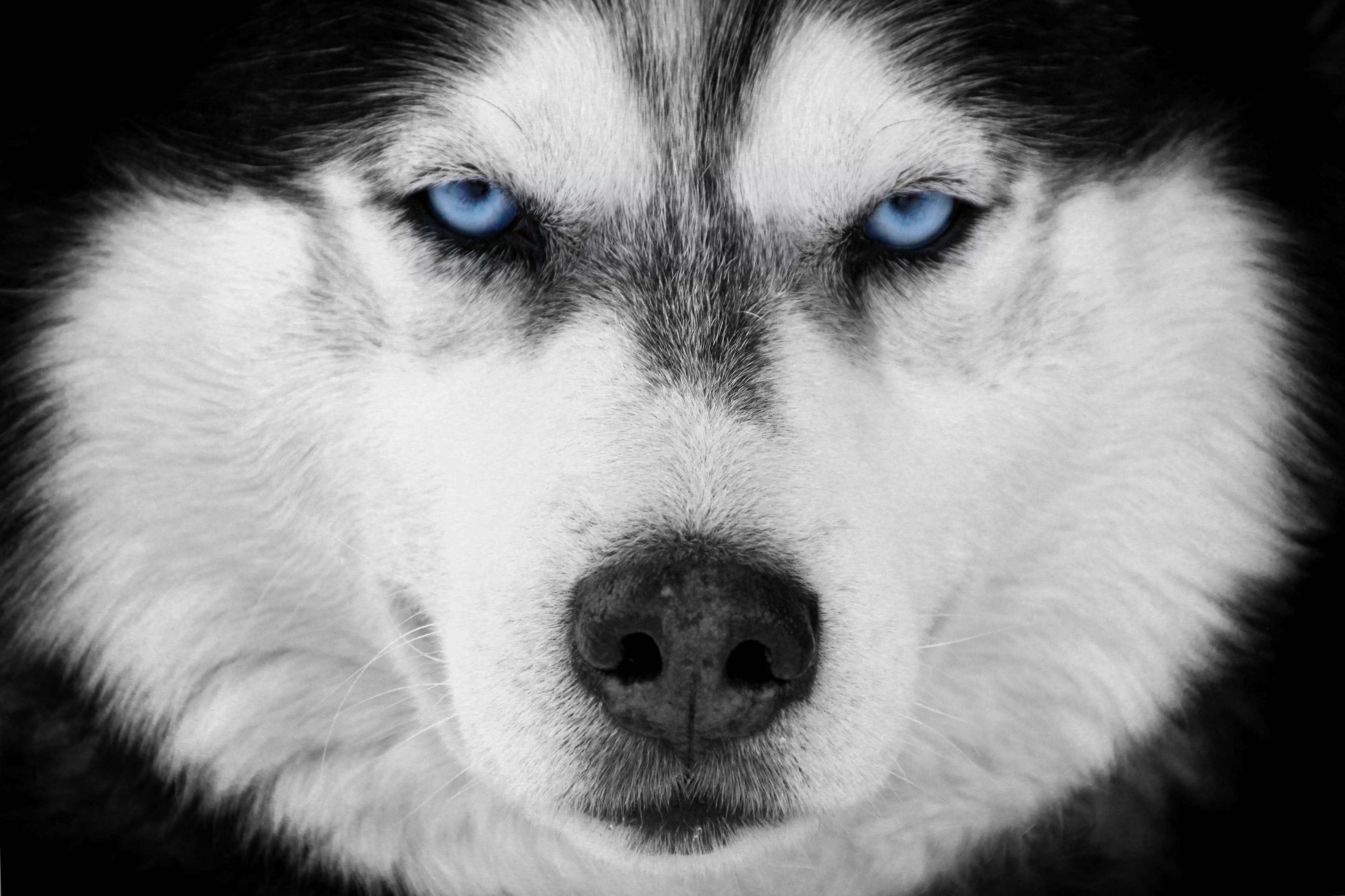 Black And White Blue Eyes Dog Husky Siberian 4k