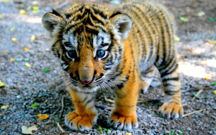 Tiger Baby Wallpaper iPad Full Screen Animal High