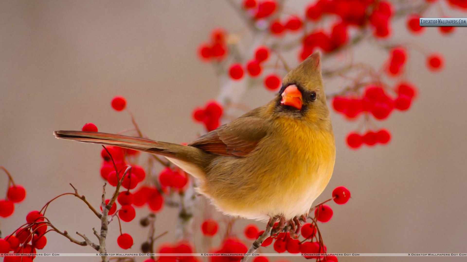 The Image Of Birds Cardinal Berries HD Wallpaper Car