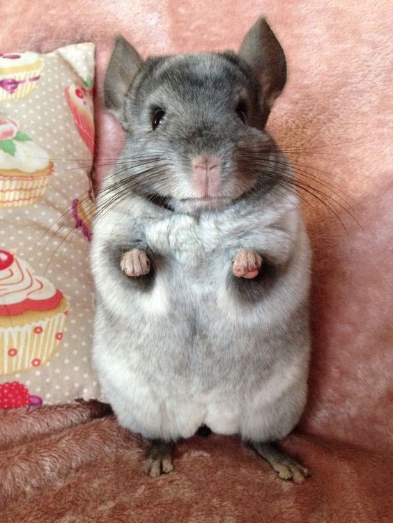 Chinchillas And Sucreries
