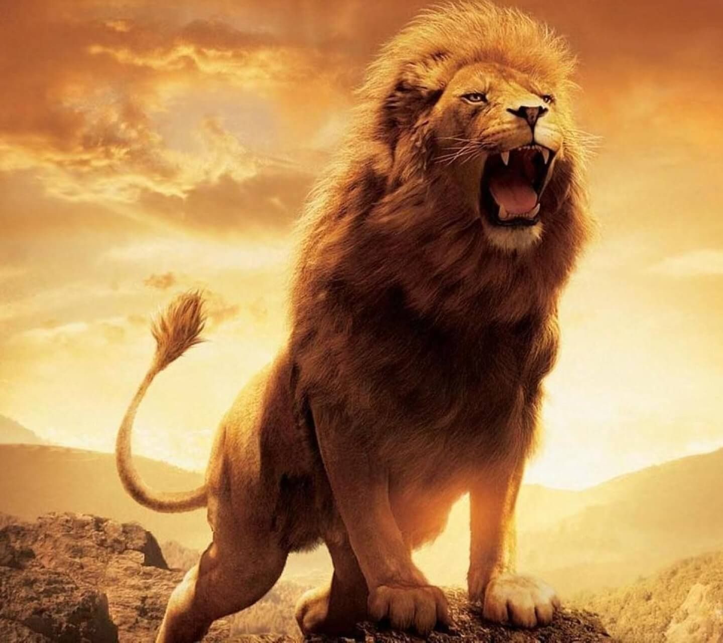 Lion HD Wallpaper Background Picture