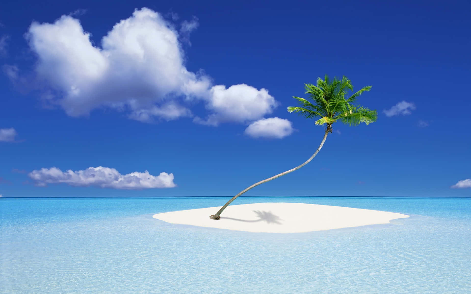 Palm Tree Desktop Wallpaper