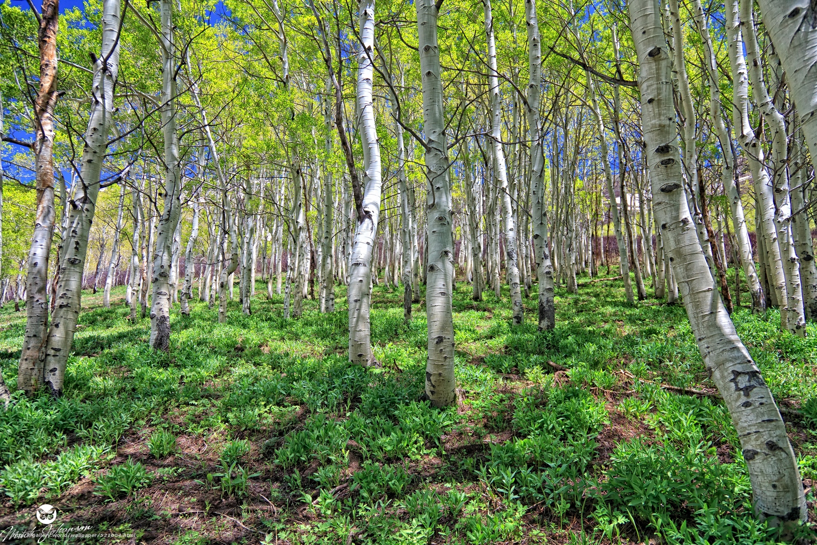 Wallpaper Forest Trees Aspen Nature Desktop