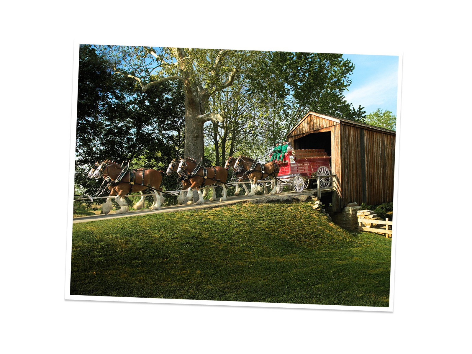 Budweiser Clydesdales Carriage Standard Image Brands Ads
