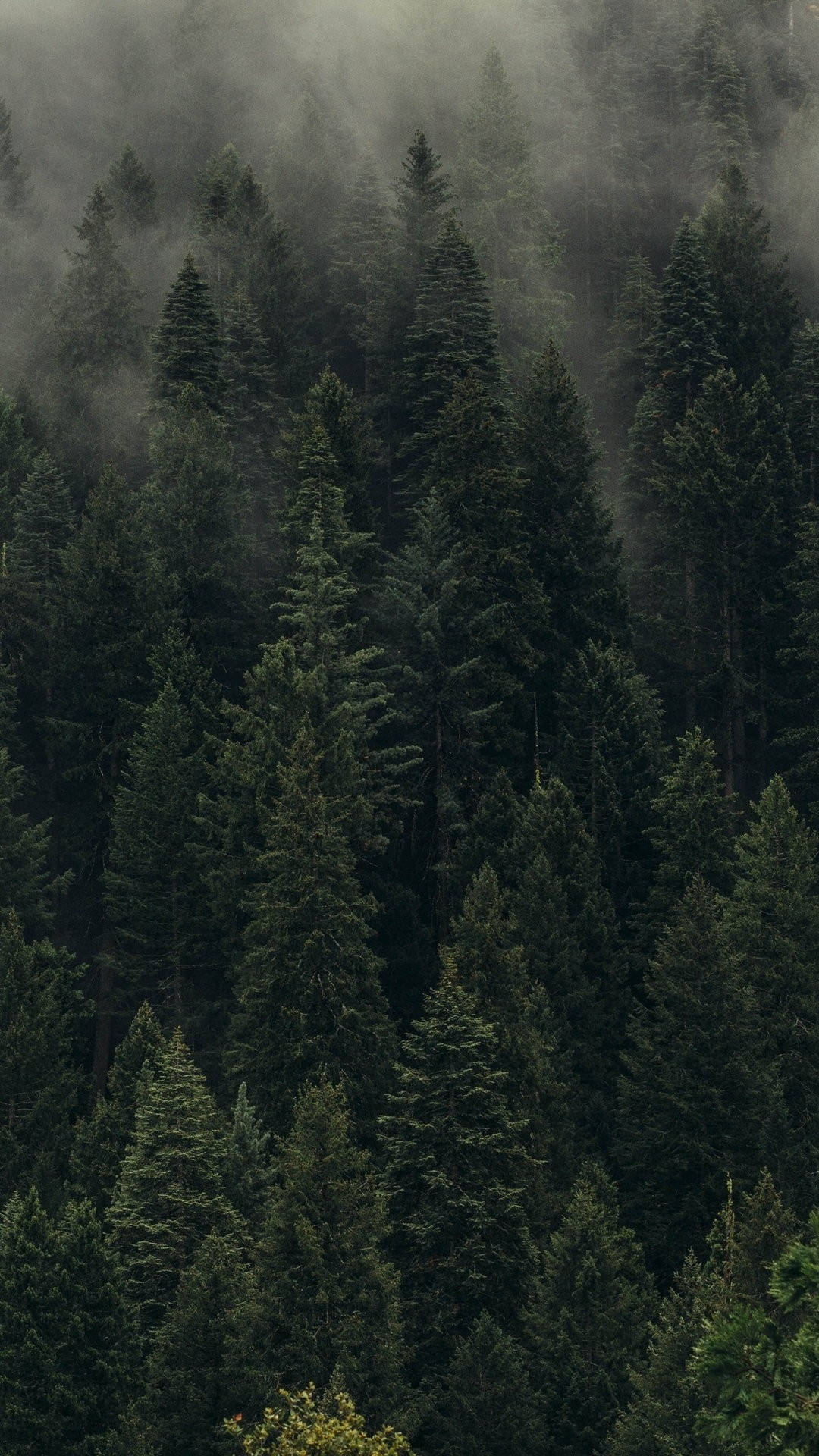 Forest iPhone Wallpaper