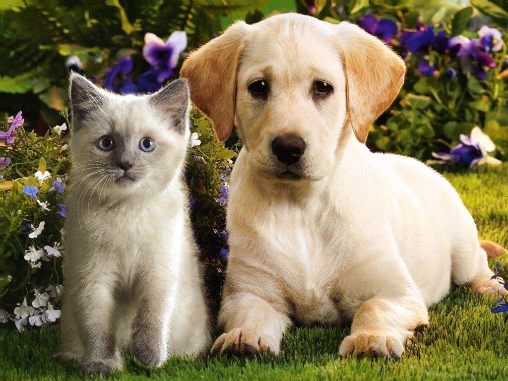 Its HD Animals Funny Wallpapers cute puppies and kittens wallpaper 1024x768