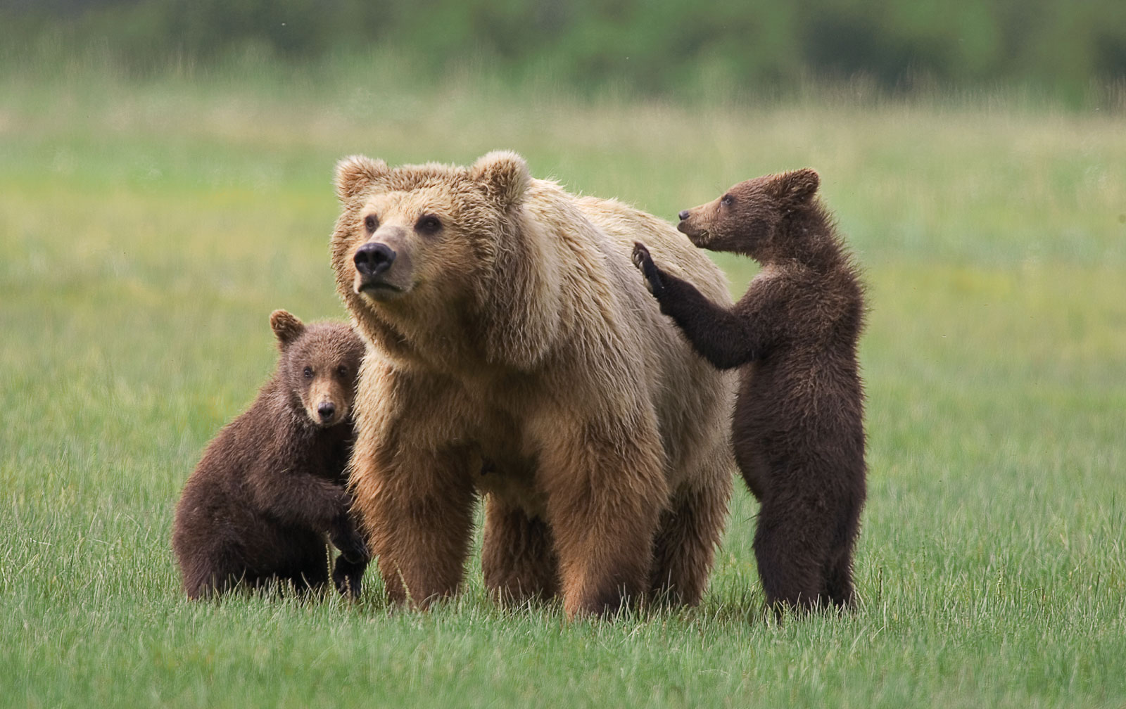 Wildlife Grizzly Bears Facts Wallpaper