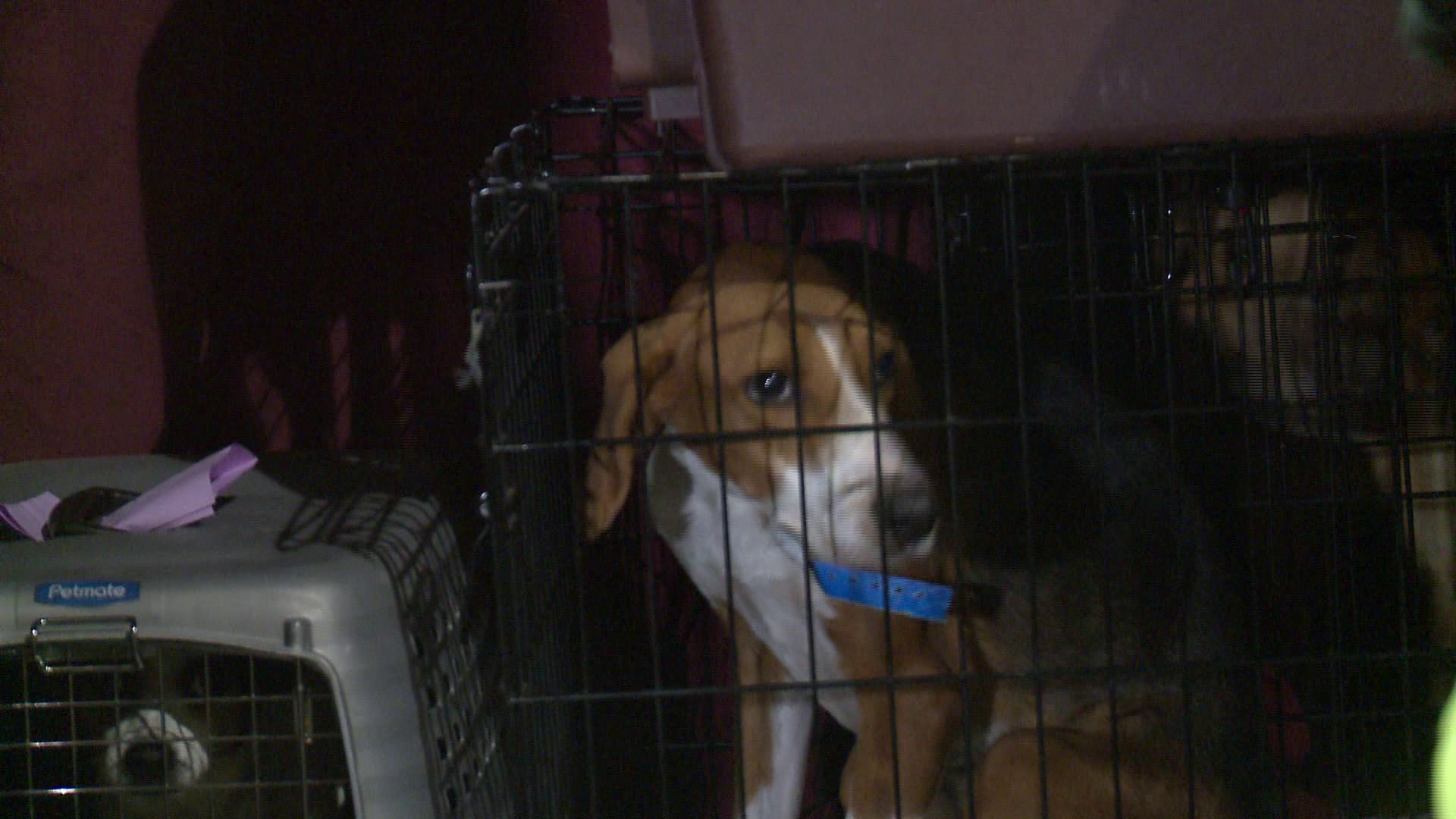 South Carolina Shelter Dogs Arrive In Richmond For Adoption