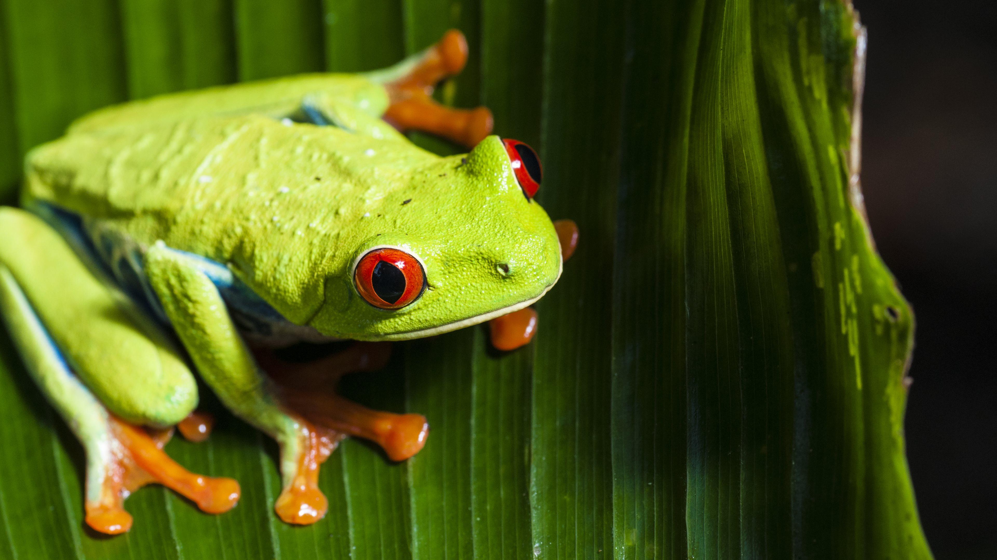 Red Eyed Tree Frog 4k Ultra HD Wallpaper