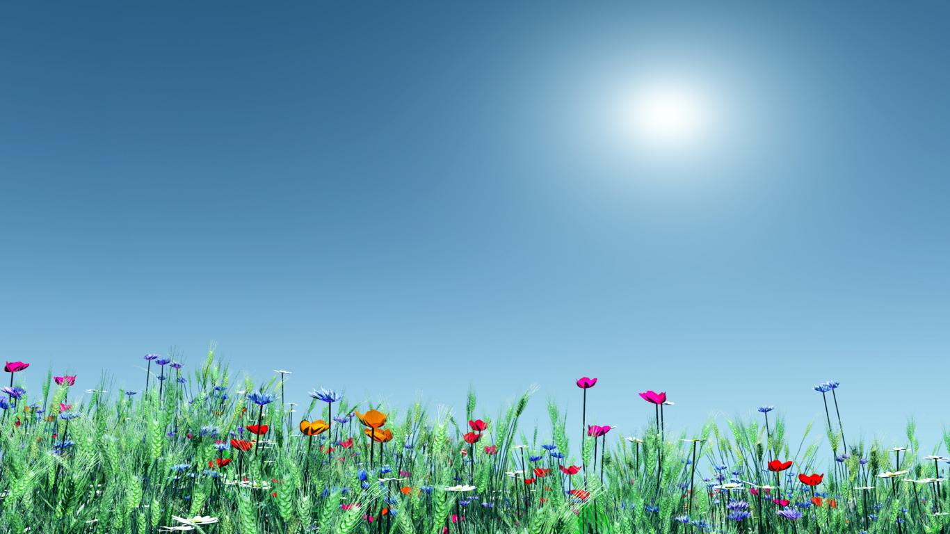Free Download Summer Flowers Hd Wallpaper For Desktop 1366x768