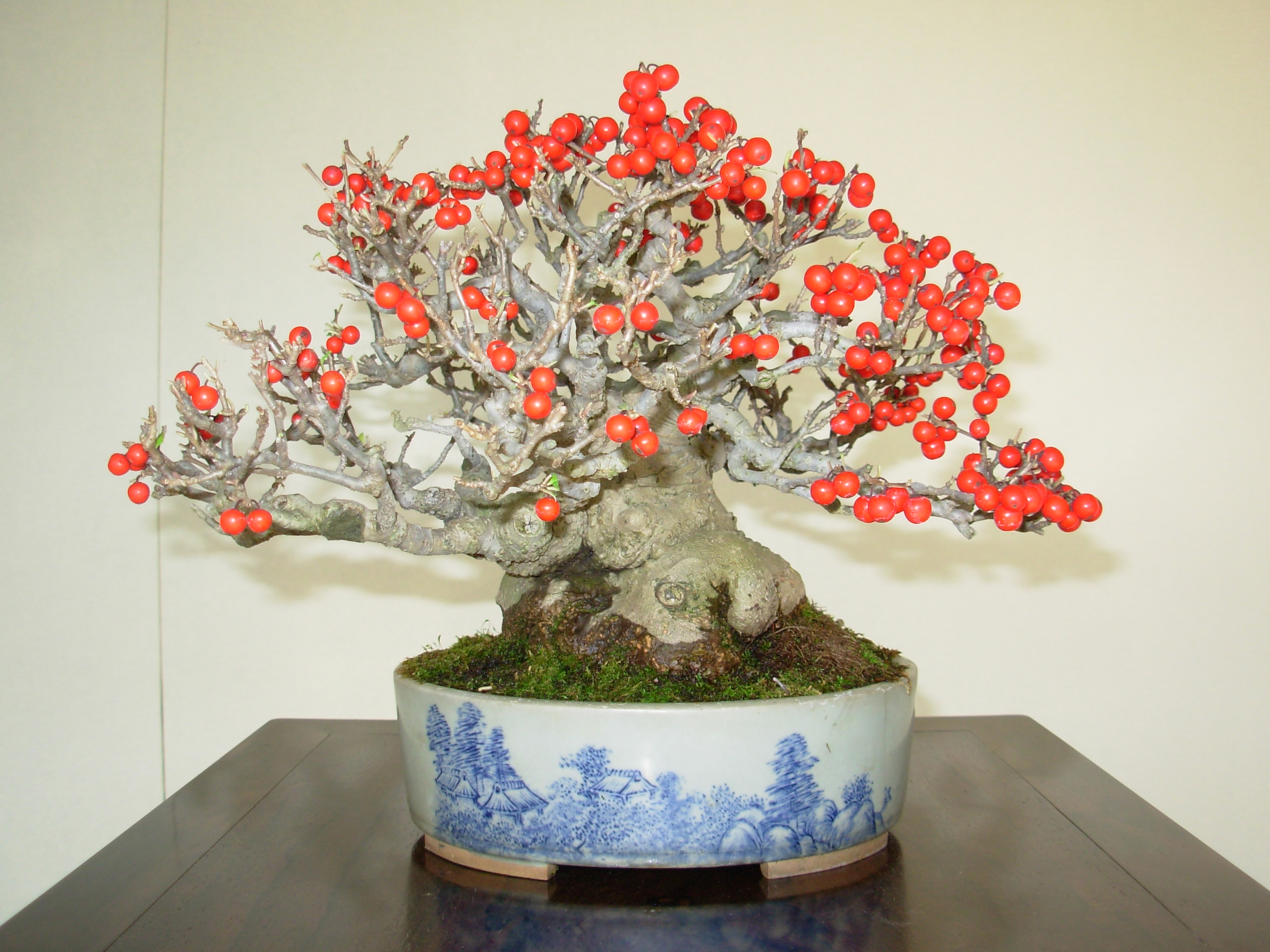 Flowring Bonsai Tree Desktop Wallpaper HD For Mobile