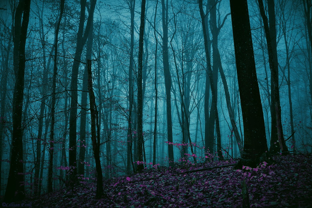 Dark Enchanted Forest By