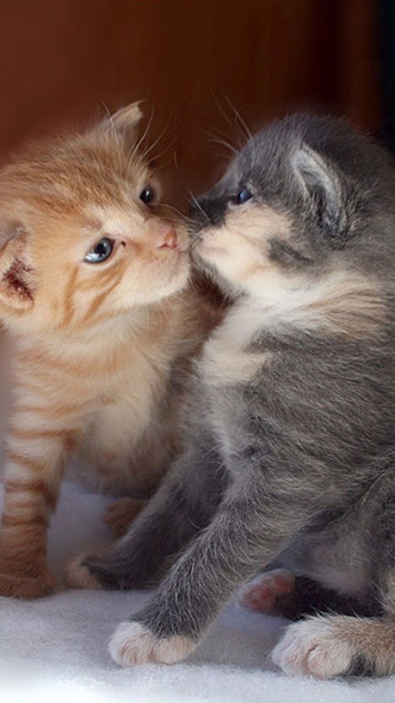 Baby Kitten Kissing iPhone Plus And Wallpaper