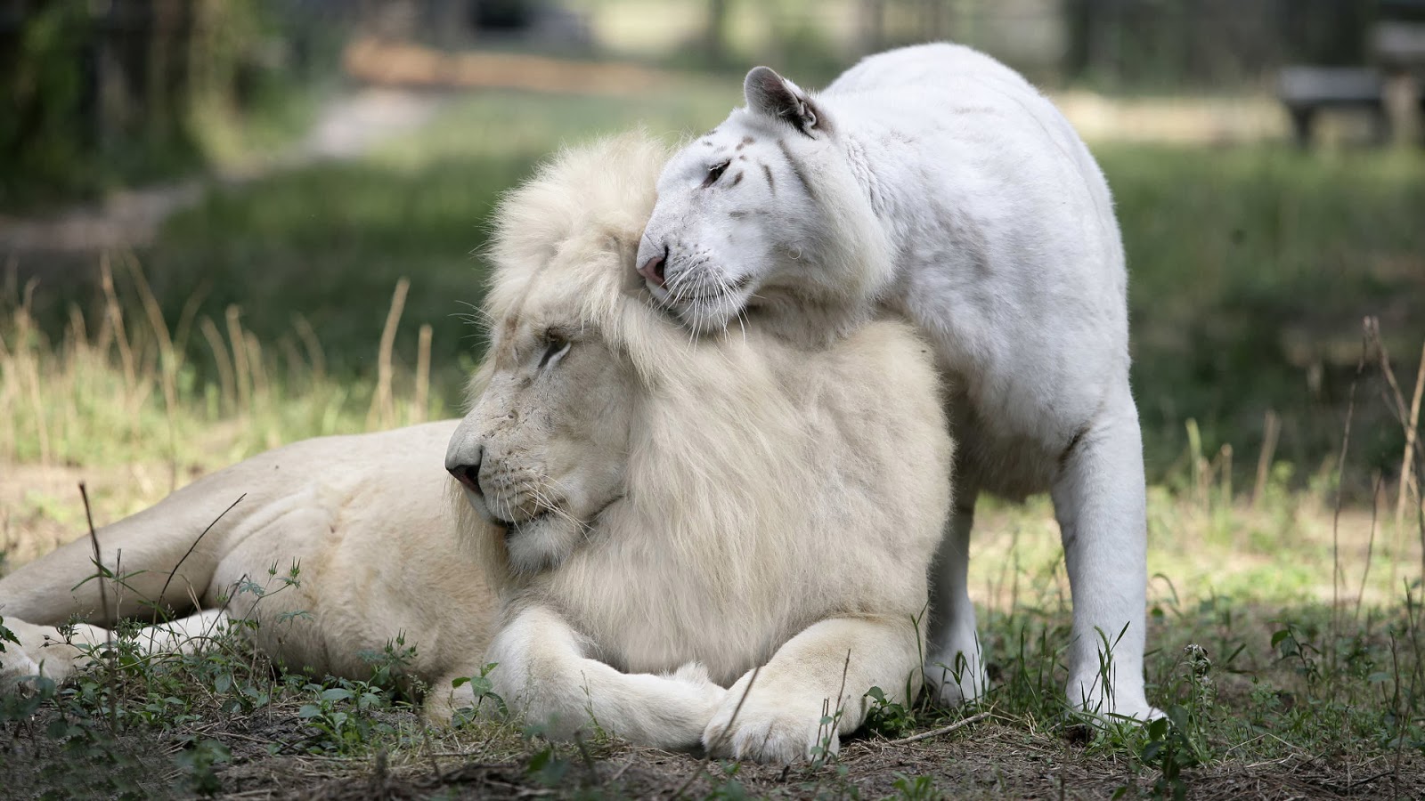 White Lion Cubs Wallpaper Which Is Under The