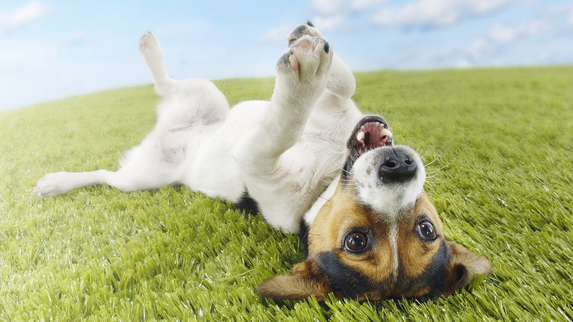 Funny Dog Background Desktop Wallpaper