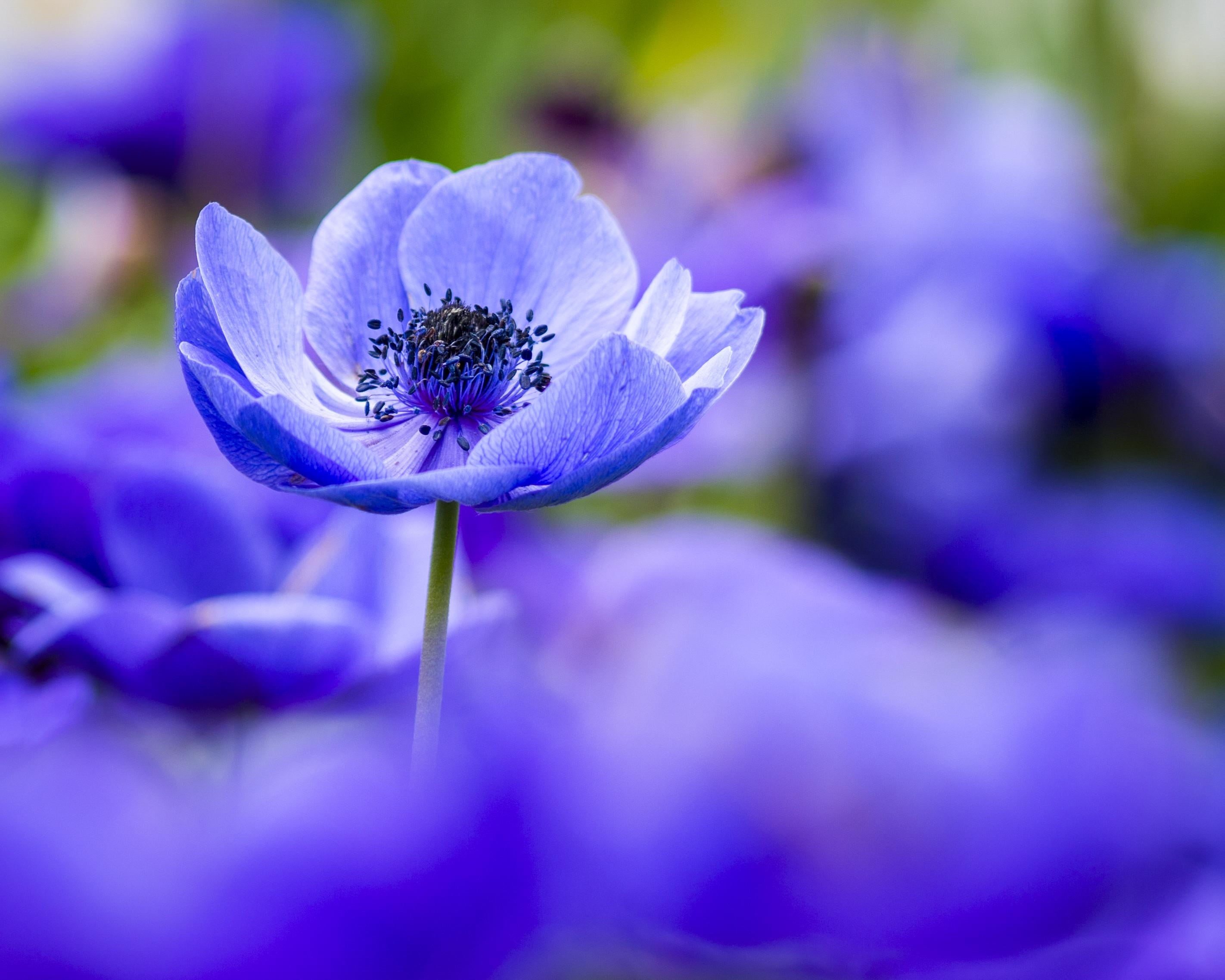 Anemones HD Wallpaper