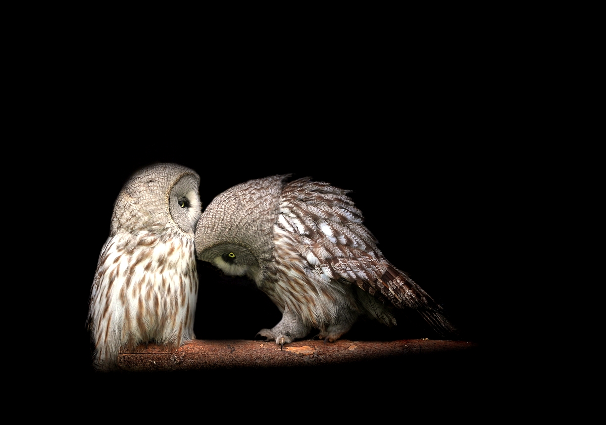 Two Owl Wallpaper HD