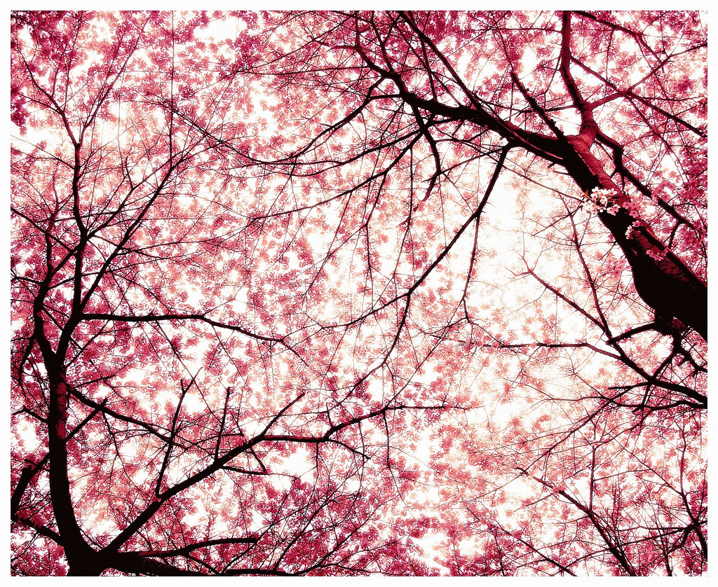 Sakura Japanese Cherry Tree Photo
