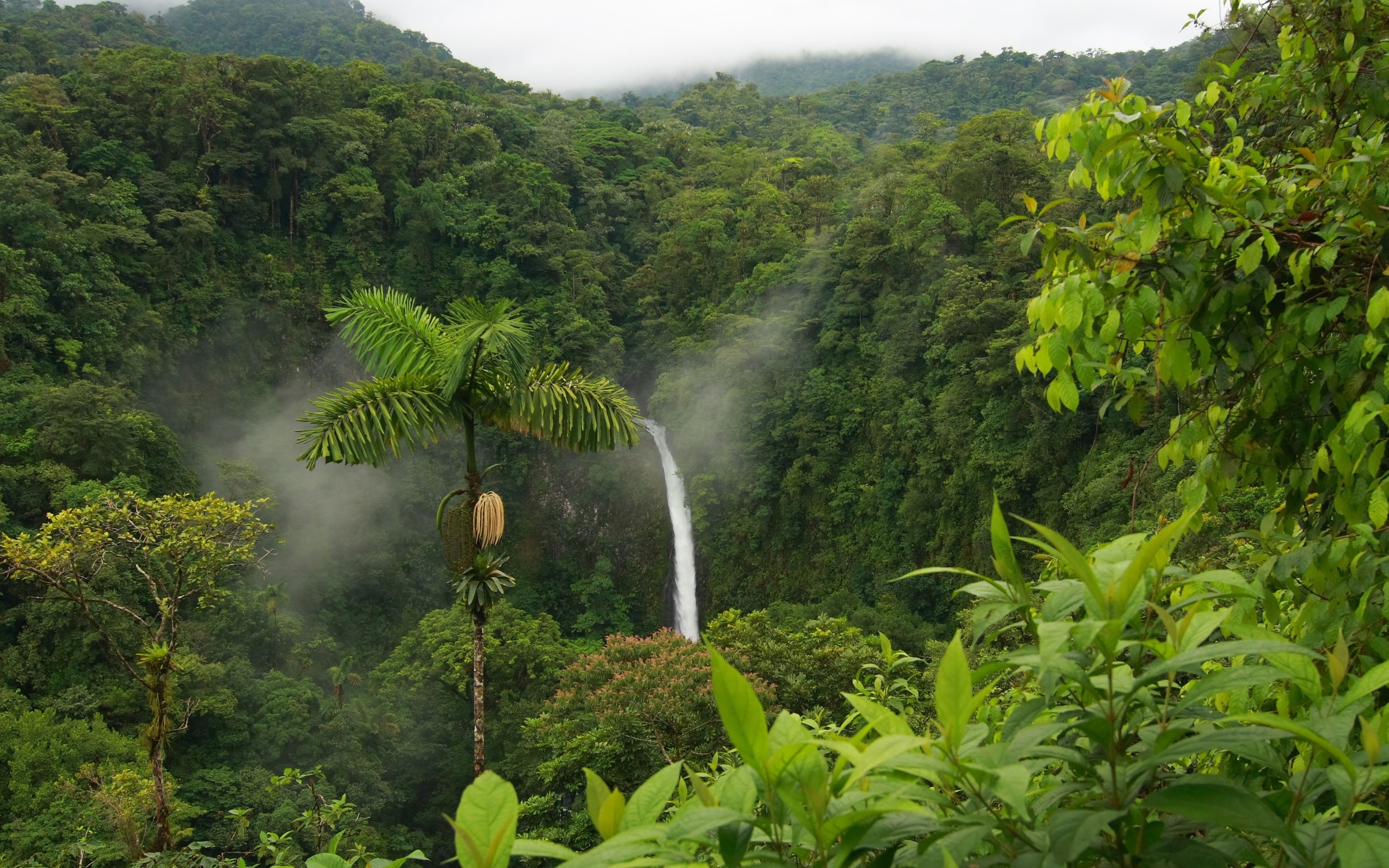 Wallpaper Rainforest Waterfall HD