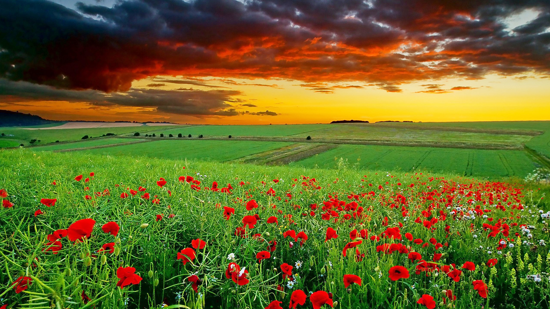 A picturesque landscape of a poppy field at sunset, ideal for a desktop wallpaper