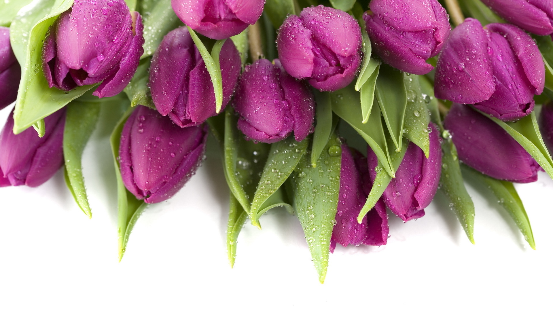 Purple Tulips Macro Wallpaper Best High Resolution