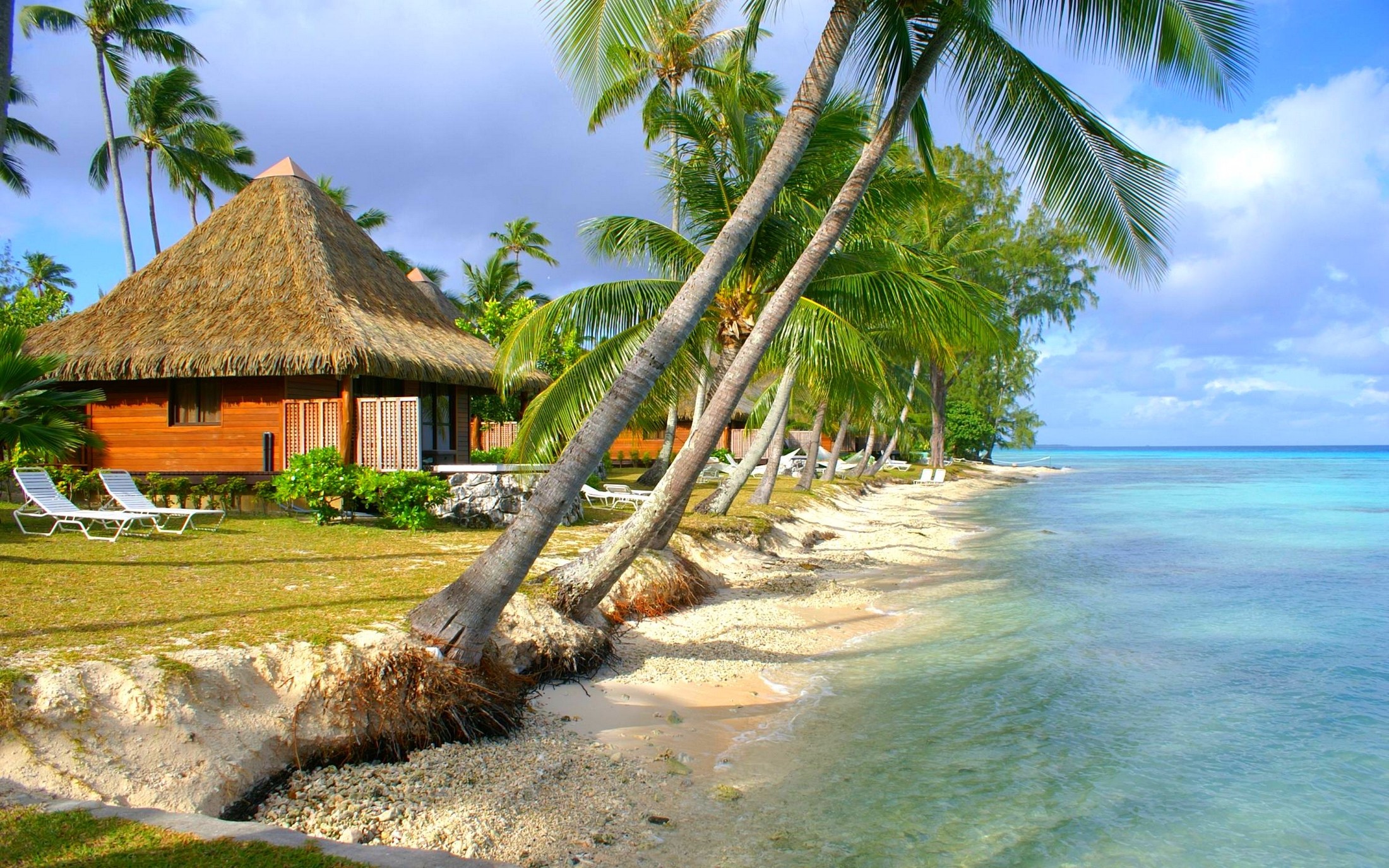 Nature Landscape Tropical Beach Sea Island Palm Trees