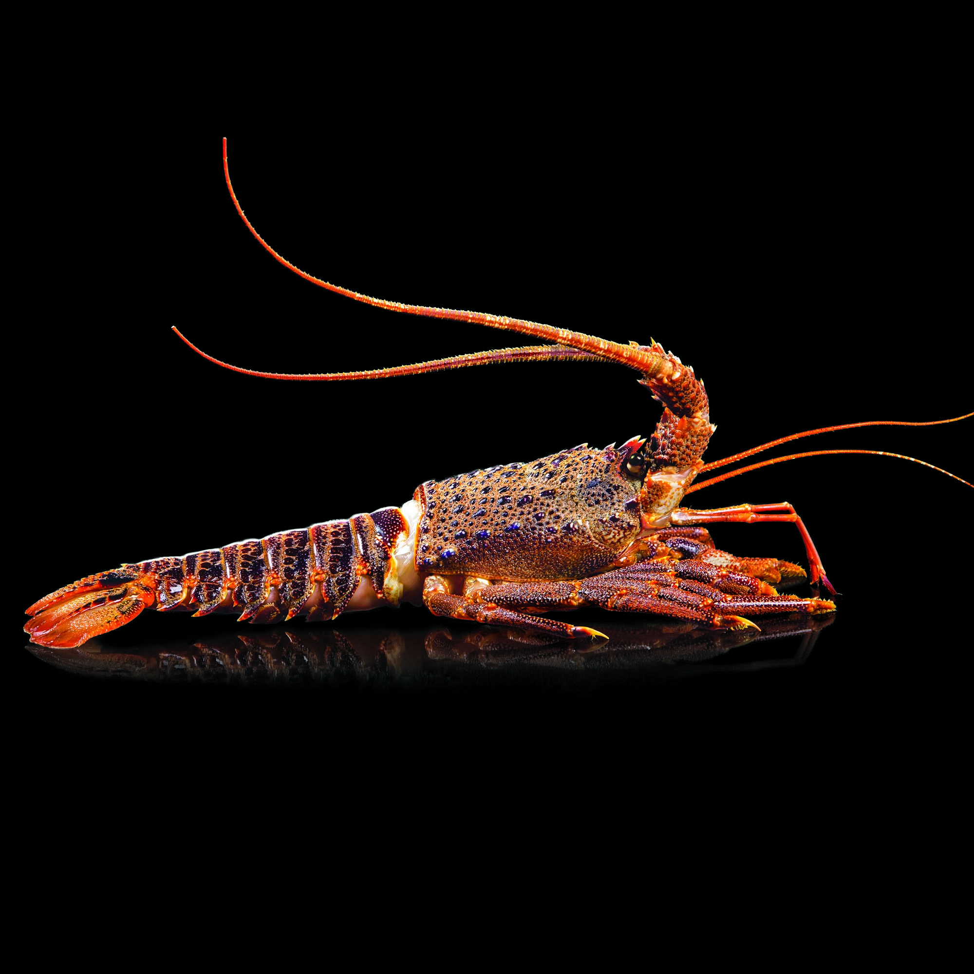 Spiny Lobster Wallpaper