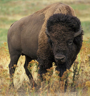 American Bison Cattle Mammalian Hybrids