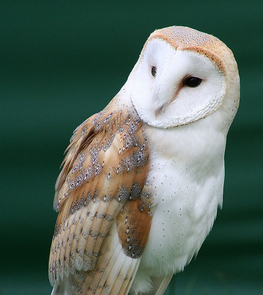 Barn Owl Pictures Wallpaper Of