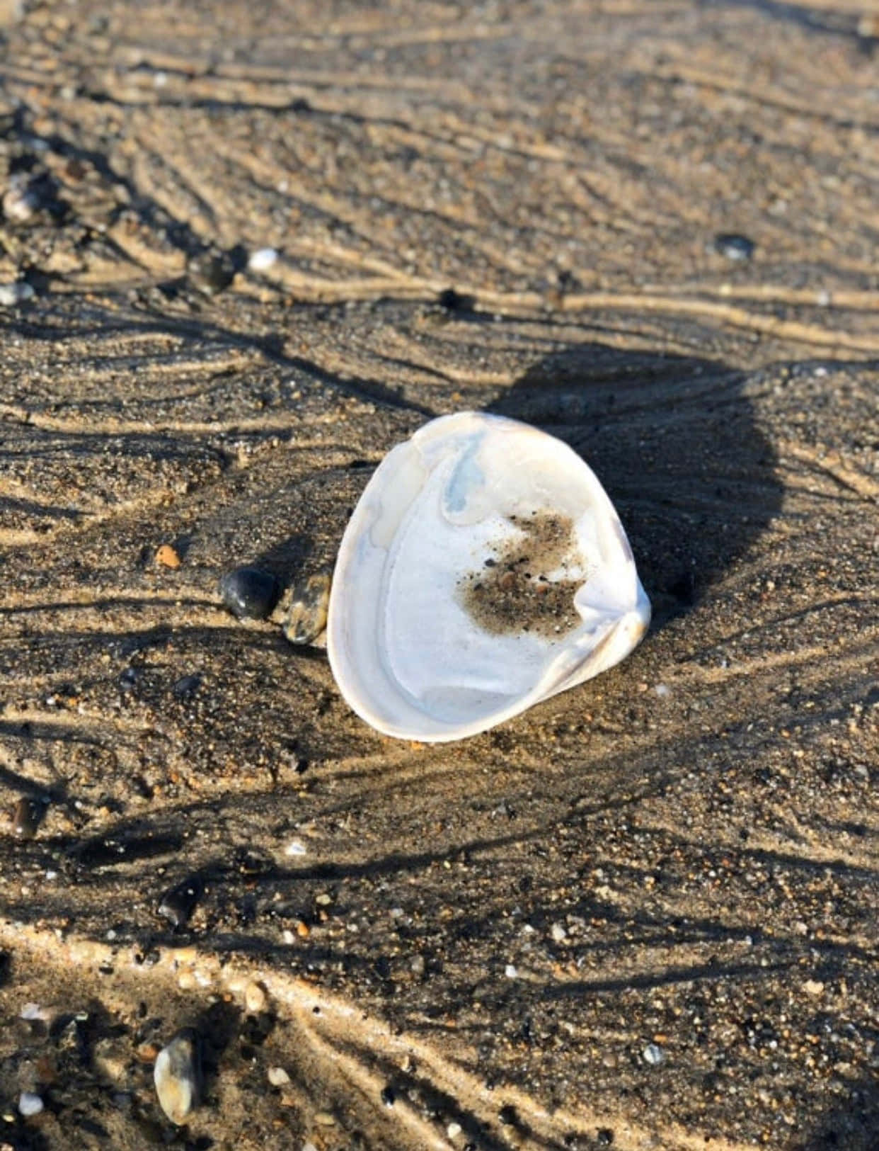A Clam Shell Opens In Sunset Surrounding Wallpaper