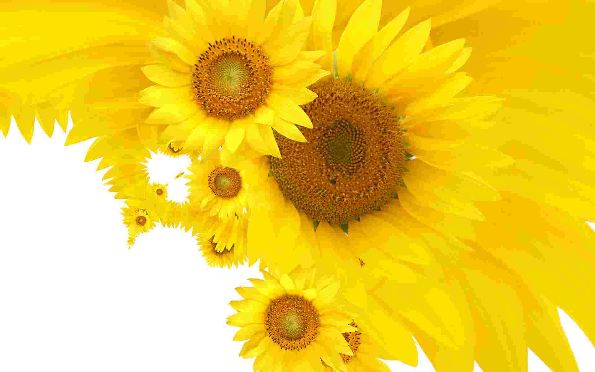 Beautiful Sunflowers Wallpaper Nature