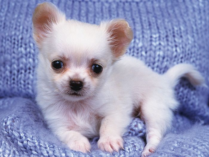 Cute Puppies Baby Chihuahua Puppy On Blanket