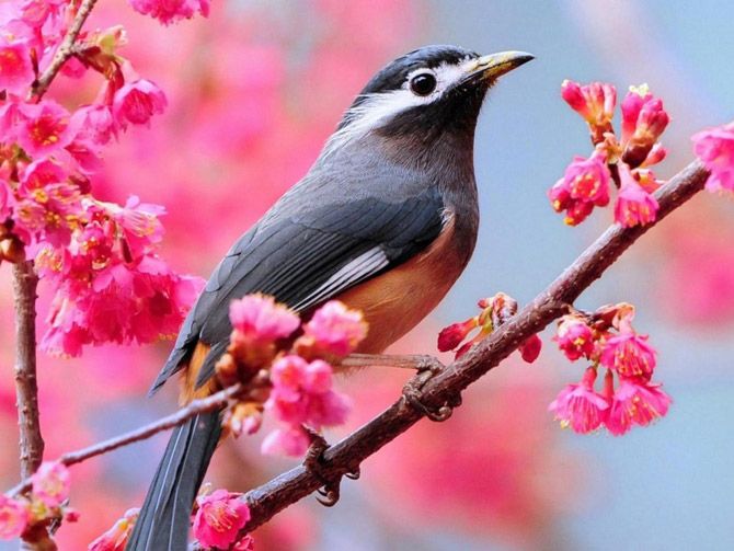 Beautiful Spring Pictures spring birds wallpaper free - wallpapersafari Beautiful Spring Pictures spring birds wallpaper free - wallpapersafari