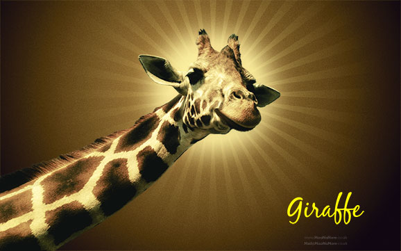Giraffe Desktop Wallpaper Weddingdressin
