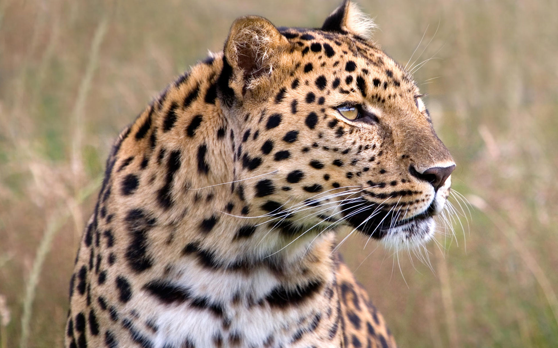 Male Amur Leopard Wildlife Heritage Uk Wallpaper HD