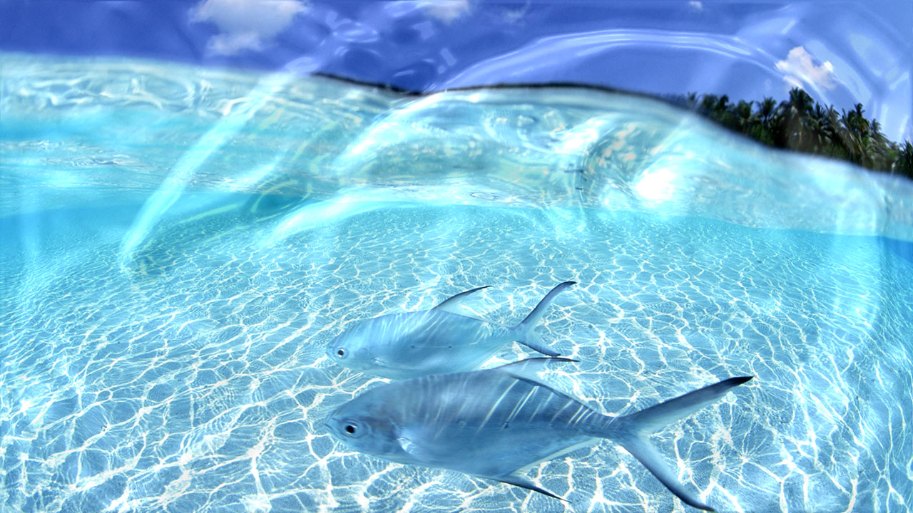 Live Wallpaper For Windows Vista Xp
