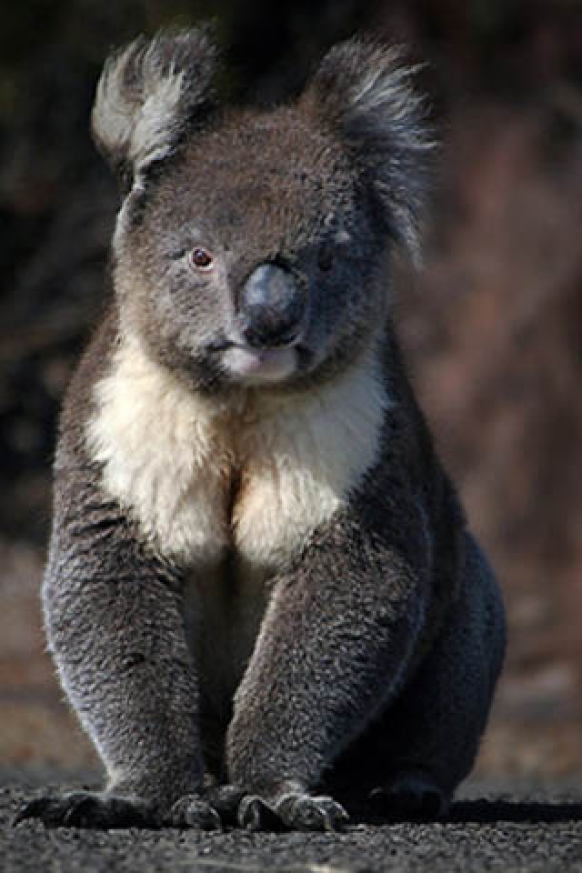Koala iPhone Wallpaper HD Gallery