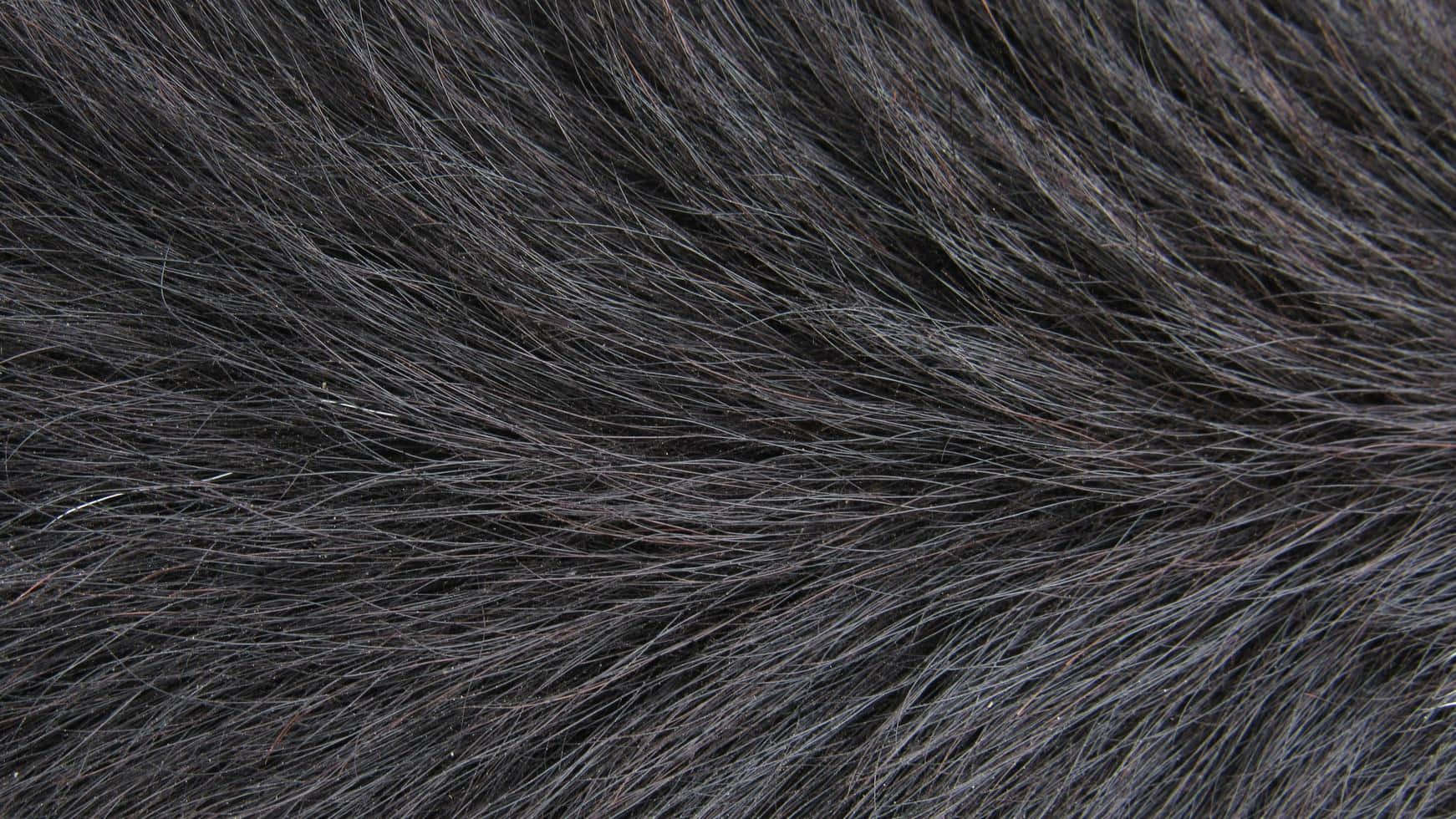 Up Close And Fluffy Wallpaper