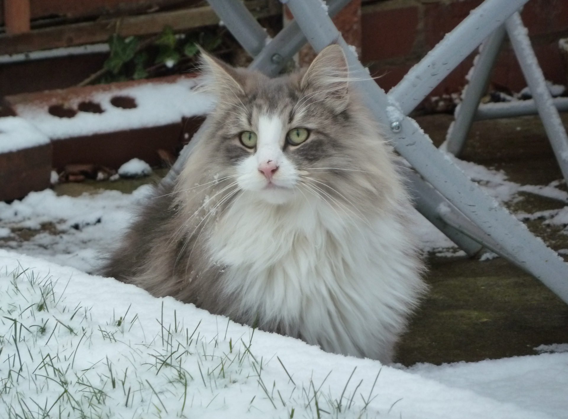 Norwegian Forest Cat in winter wallpapers and images   wallpapers 1920x1414